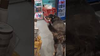 Sevimli Mahalle Köpüşümüz तत