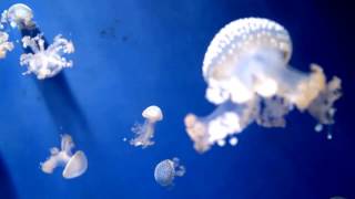Genova, Italy - Acquario - Bigo