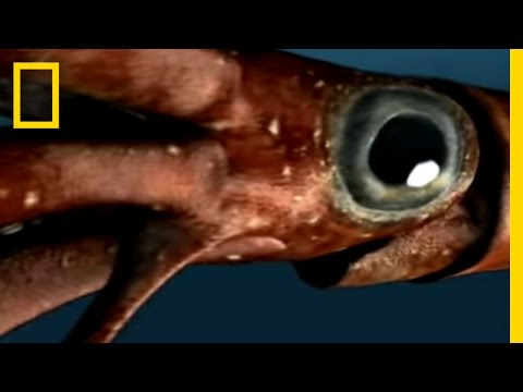Sea Monsters 1