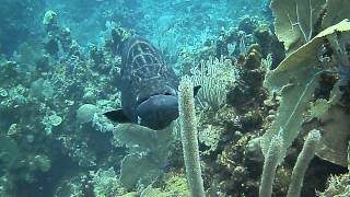 Roatán Honduras Buceo Con Super Mero 4-6-14 ...By Pela
