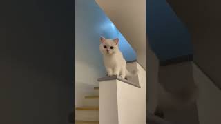 Name This Cute Cat