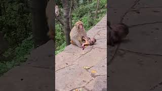 Cute Baby Monkey 2021