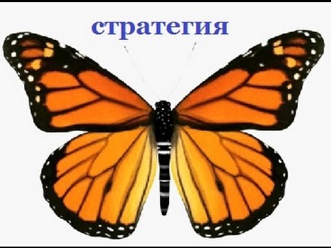 Стратегия бабочка на форексе Стратегия бабочка на форексе