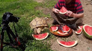 Eating Watermelon With Tonka The Tortoise