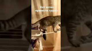 Кот Хотел Принести Трусы #Рек