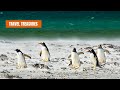 4K Penguin Paradise: Serene Moments with Relaxing Music