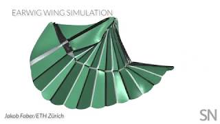 Earwig wings inspired a new origami gripper | Science News