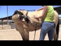 Mutual Grooming with your Horse
