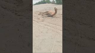 Thall Video