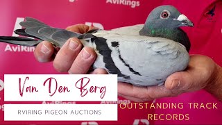 Van Den Berg Rviring Pigeon Auctions Best Racing Pigeons In The World