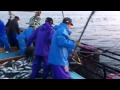 Catching the fish