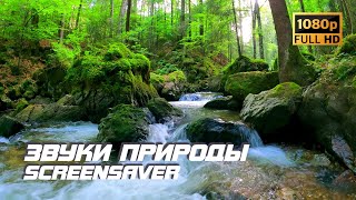 Живая Природа - Река В Лесу | Звуки Природы | Звуки Реки | Релаксация | Снятие Стресса | Заставка Тв