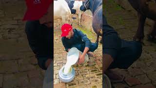 30Kg Milk Arstelian Friesain Biggest Cows Hf Cow Desi Breed Bigg Bull
