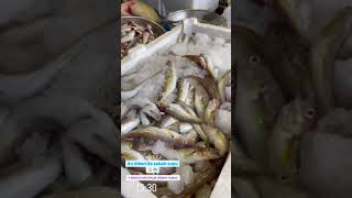 Bordo Mavi Balik Ersan Yilmaz Cooking Amazing Best Turkish Food 2021