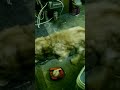 Dog mating with cat // Poor cat doesn't like it