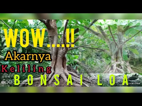🩸wajib tonton//Review penggabungan batang Loa dan program akar