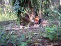 Ayam Hutan Pikat Jantan 4 images Ayam Hutan Pikat Jantan 4