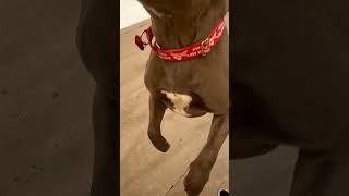 Meet Rocco A Terrier, Pit Bull Currently Available For Adoption 6252025 22554 Pm