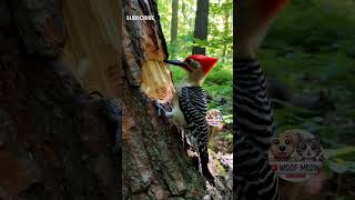 Hoopoe Bird The Most Beautiful & Mysterious Bird In The World