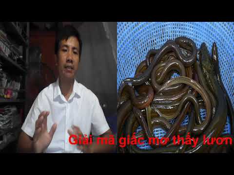 Giải mã giấc mơ thấy lươn | Nằm mơ thấy lươn mang điềm báo gì?