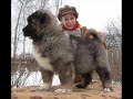 Кавказская и азиатская овчарка 