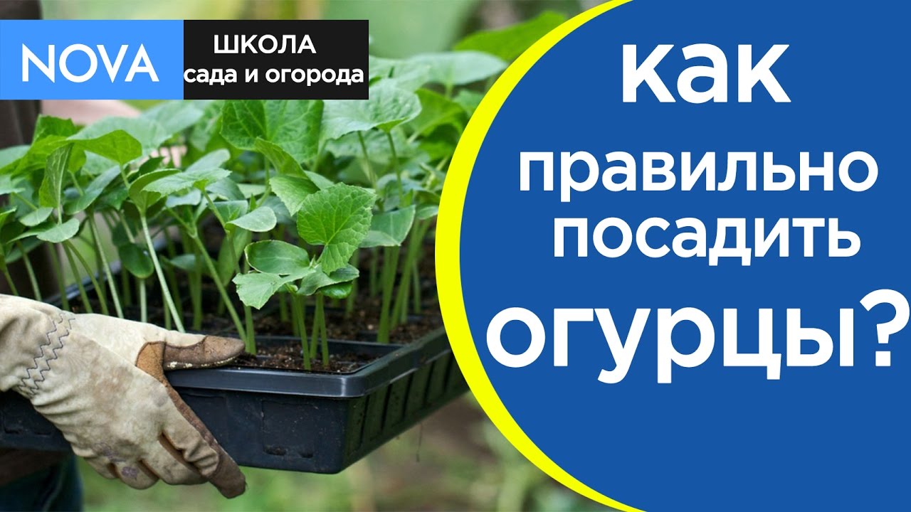 Как и когда сеять огурцы на рассаду для теплицы Как и когда сеять огурцы на рассаду для теплицы