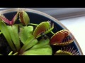 Venus fly trap in action