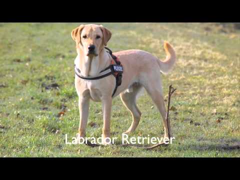 Alle Pferderassen Der Welt Mit Bild