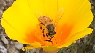 Toddler Petting Honey Bee