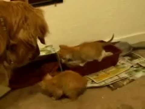 Puppies And Kittens Together