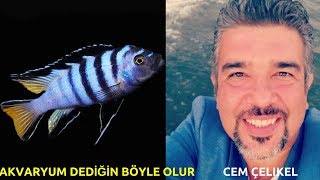 AKVARYUM DEDİĞİN BÖYLE OLUR(Malawi Ciklet Tanıtım su,Vatoz,Demasoni,Evcil Yuva T