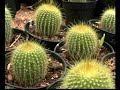 NORDESTE, CACTUS E SUCULENTAS