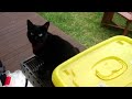 猫がバーベキューにされる！　・　let's BBQ a cat !!