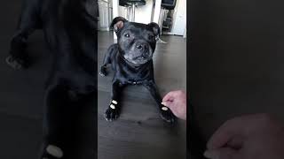 Cute Staffy Ruby Balances 17 Dog Treats Amazing Dog Trick