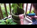 Grow MORE Tomatoes: Soil Topping Tomato Plants
