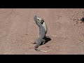lizard