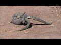 lizard
