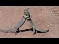 lizard
