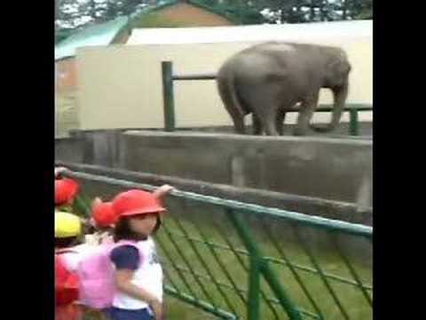爆笑ｗ帯広動物園の鼻を回して水をぶっかけるゾウ