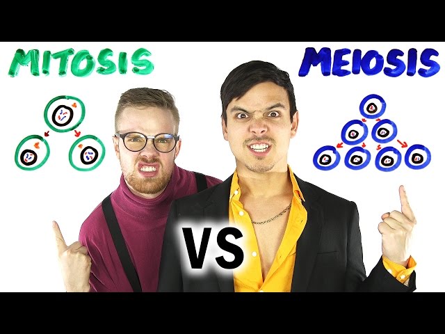Science Rap Battle: Mitosis vs Meiosis - Video