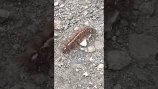 Ulat Bulu