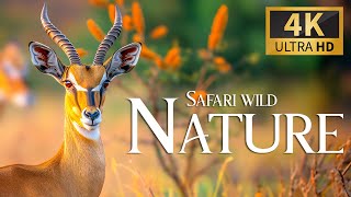 Safari Wild Nature 4K 🐾 Discovery Relaxation Film Peaceful Relaxing Music, Nature Video & Real Sound