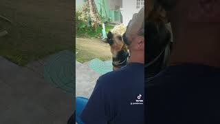 Cachorro Chorando