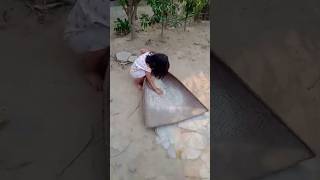 2 Years Old Girl Cleaning Rice