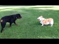 Rottweiler vs. Corgi