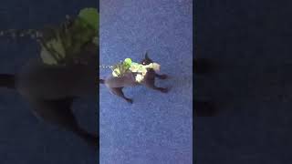 It Is War - Tug Of War - Cross Heide X Patterdale Terrier Of A Friend3 Springpole