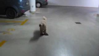 Watch John McCutcheon Dogs Life video