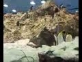 emperor penguins swimming in antartic world loro park.3gp