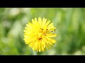 SIGMA AF 17-50 f/2.8 EX DC OS HSM + Canon EOS 60D video