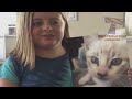 Cats, funniest creatures in animal kingdom - Funny cat compilation